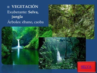  VEGETACIÓN
Exuberante: Selva,
jungla
Árboles: ébano, caoba
 