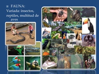  FAUNA:
Variada: insectos,
reptiles, multitud de
aves
 