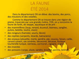 LA FAUNE
ÉTÉ 2014
Dans le département Olt on élève: des bovins, des porcs,
des moutons et des volailles.
Comme le département Olt se trouve dans une région de
plaine, traversée par une grande rivière, l’Olt, on y rencontre la
faune de forêt, de steppe, aquatique et de pré :
• des mammifères (loup, renard, écureuil, blaireau, sanglier,
putois, belette, loutre, vison)
• des rongeurs (hamster, souris, lièvre)
• des reptiles (serpents, lézards, batraciens)
• des oiseaux (alouette, merle, perdrix, pie, coucou, faisan, caille,
canard colvert, oie cendrée, bécassine, bécasse, foulque,
tourterelle turque, vanneau, cormoran, cigogne, cygne)
• des insectes
• des poissons (carpe, silure, sandre, brochet, perche, brème).
 