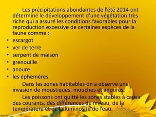 Les précipitations abondantes de l’été 2014 ont
déterminé le développement d’une végétation très
riche qui a assuré les conditions favorables pour la
reproduction excessive de certaines espèces de la
faune comme :
• escargot
• ver de terre
• serpent de maison
• grenouille
• anoure
• les éphémères
Dans les zones habitables on a observé une
invasion de moustiques, mouches et anoures.
Les poissons ont quitté les zones stables à cause
des courants, des différences de niveau, de la
température et de la luminosité de l’eau.
 