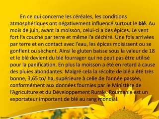 En ce qui concerne les céréales, les conditions
atmosphériques ont négativement influencé surtout le blé. Au
mois de juin, avant la moisson, celui-ci a des épices. Le vent
fort l’a couché par terre et même l’a déchiré. Une fois arrivées
par terre et en contact avec l’eau, les épices moisissent ou se
gonflent ou sèchent. Ainsi le gluten baisse sous la valeur de 18
et le blé devient du blé fourrager qui ne peut pas être utilisé
pour la panification. En plus la moisson a été en retard à cause
des pluies abondantes. Malgré cela la récolte de blé a été très
bonne, 3,65 to/ ha, supérieure à celle de l’année passée,
conformément aux données fournies par le Ministère de
l’Agriculture et du Développement Rurale. Roumanie est un
exportateur important de blé au rang mondial.
 