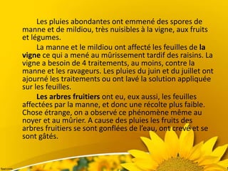 Les pluies abondantes ont emmené des spores de
manne et de mildiou, très nuisibles à la vigne, aux fruits
et légumes.
La manne et le mildiou ont affecté les feuilles de la
vigne ce qui a mené au mûrissement tardif des raisins. La
vigne a besoin de 4 traitements, au moins, contre la
manne et les ravageurs. Les pluies du juin et du juillet ont
ajourné les traitements ou ont lavé la solution appliquée
sur les feuilles.
Les arbres fruitiers ont eu, eux aussi, les feuilles
affectées par la manne, et donc une récolte plus faible.
Chose étrange, on a observé ce phénomène même au
noyer et au mûrier. A cause des pluies les fruits des
arbres fruitiers se sont gonflées de l’eau, ont crevé et se
sont gâtés.
 