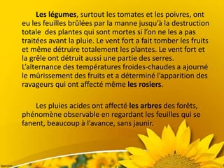 Les légumes, surtout les tomates et les poivres, ont
eu les feuilles brûlées par la manne jusqu’à la destruction
totale des plantes qui sont mortes si l’on ne les a pas
traitées avant la pluie. Le vent fort a fait tomber les fruits
et même détruire totalement les plantes. Le vent fort et
la grêle ont détruit aussi une partie des serres.
L’alternance des températures froides-chaudes a ajourné
le mûrissement des fruits et a déterminé l’apparition des
ravageurs qui ont affecté même les rosiers.
Les pluies acides ont affecté les arbres des forêts,
phénomène observable en regardant les feuilles qui se
fanent, beaucoup à l’avance, sans jaunir.
 