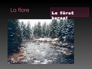 La flore   La fôret
           boreal
 