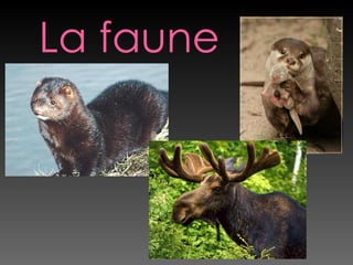 La faune
 