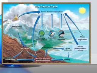 Marine
photosynthesis
respiration
 