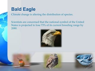 Bald Eagle
Climate change is altering the distribution of species.
Scientists are concerned that the national symbol of the United
States is projected to lose 73% of its current breeding range by
2080.
 