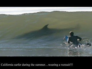 California surfer during the summer…wearing a wetsuit!!!
 