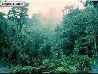 Tropical Climate
02-03-2015 R. Ezhilraman, PGT-Social Science 46
 