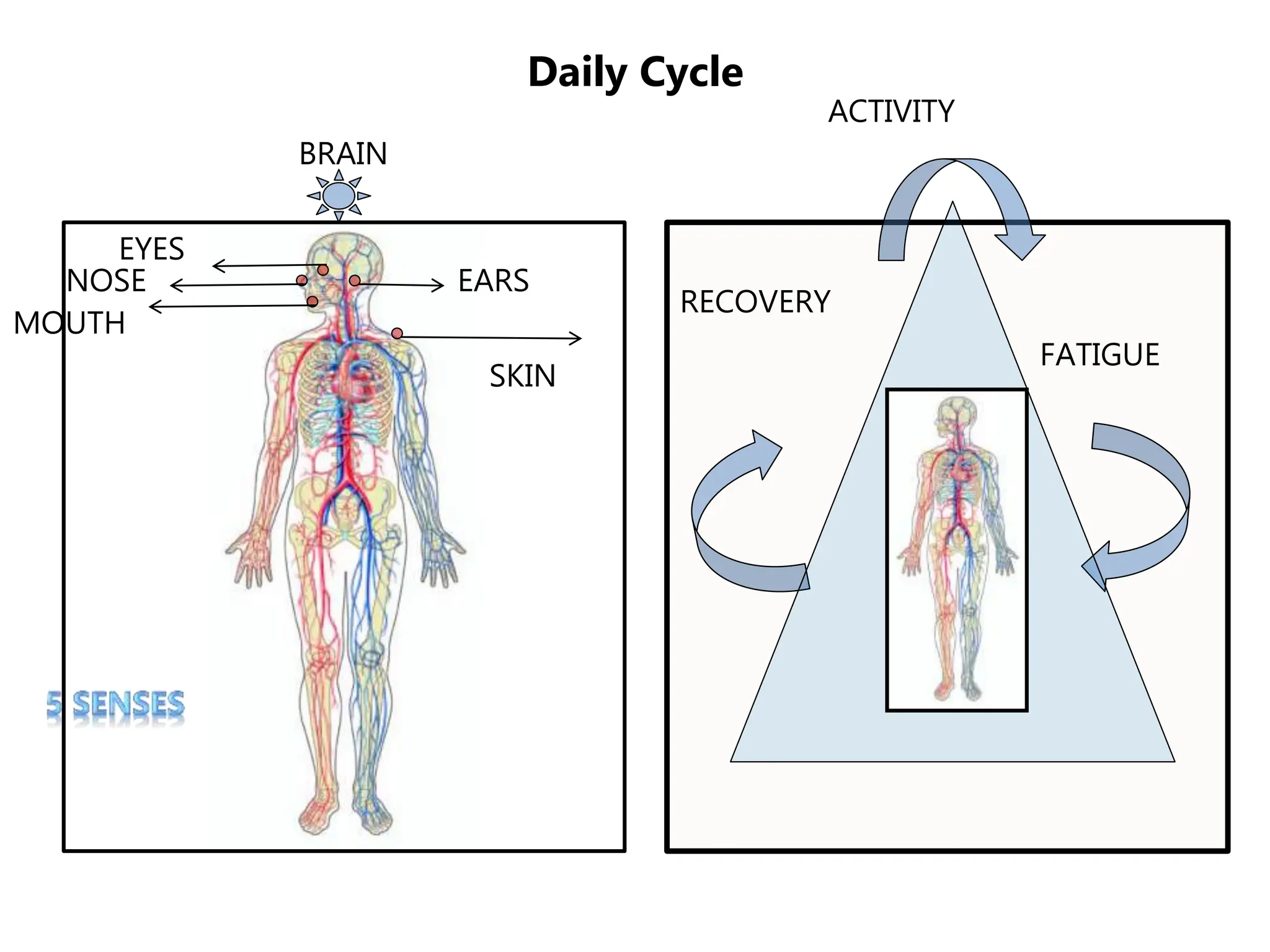 Daily Cycle
ACTIVITY
FATIGUE
RECOVERY
EYES
EARS
NOSE
MOUTH
SKIN
BRAIN
 