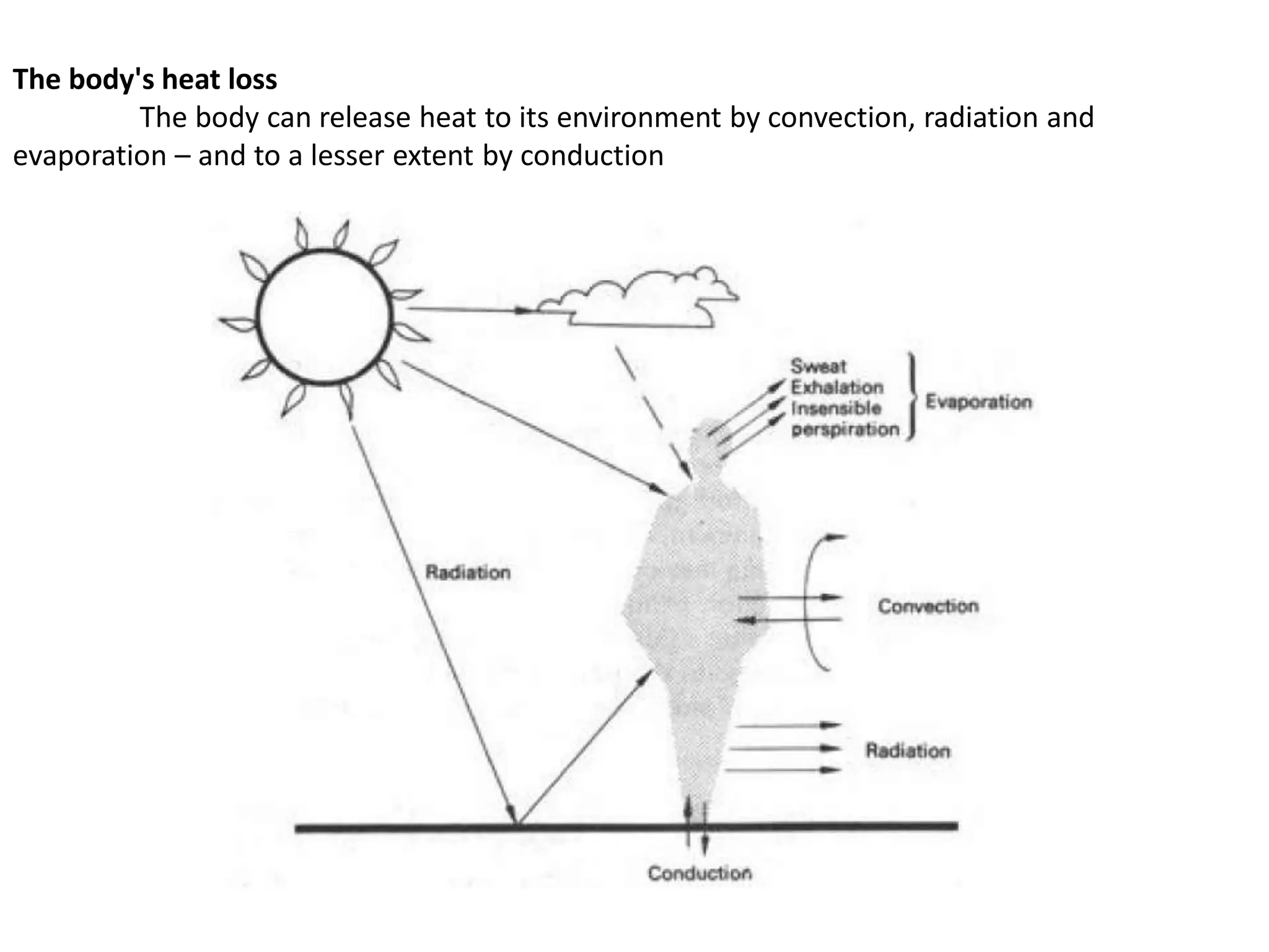 The body's heat loss
The body can release heat to its environment by convection, radiation and
evaporation – and to a lesser extent by conduction
 