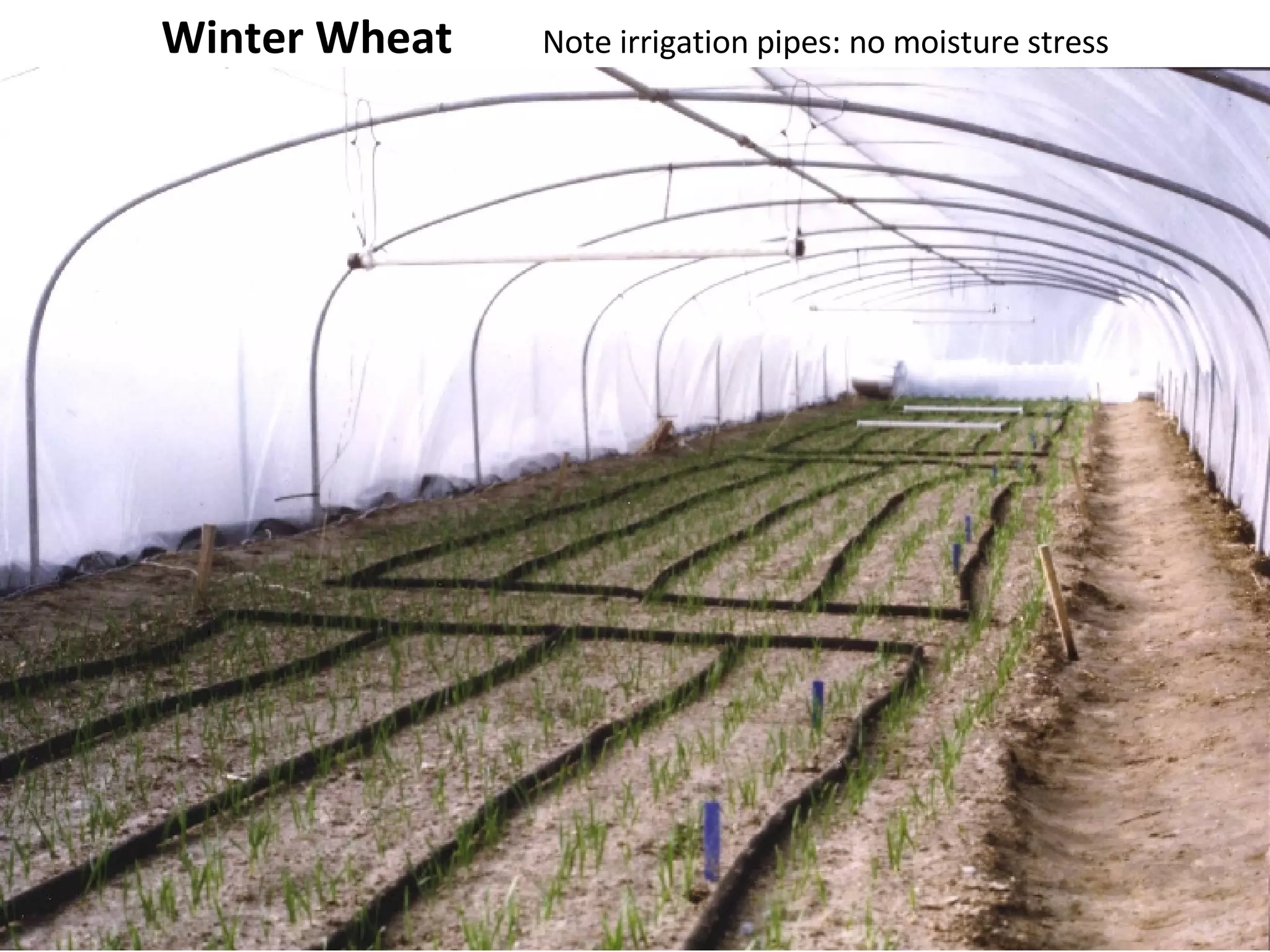 Winter Wheat  Note irrigation pipes: no moisture stress 