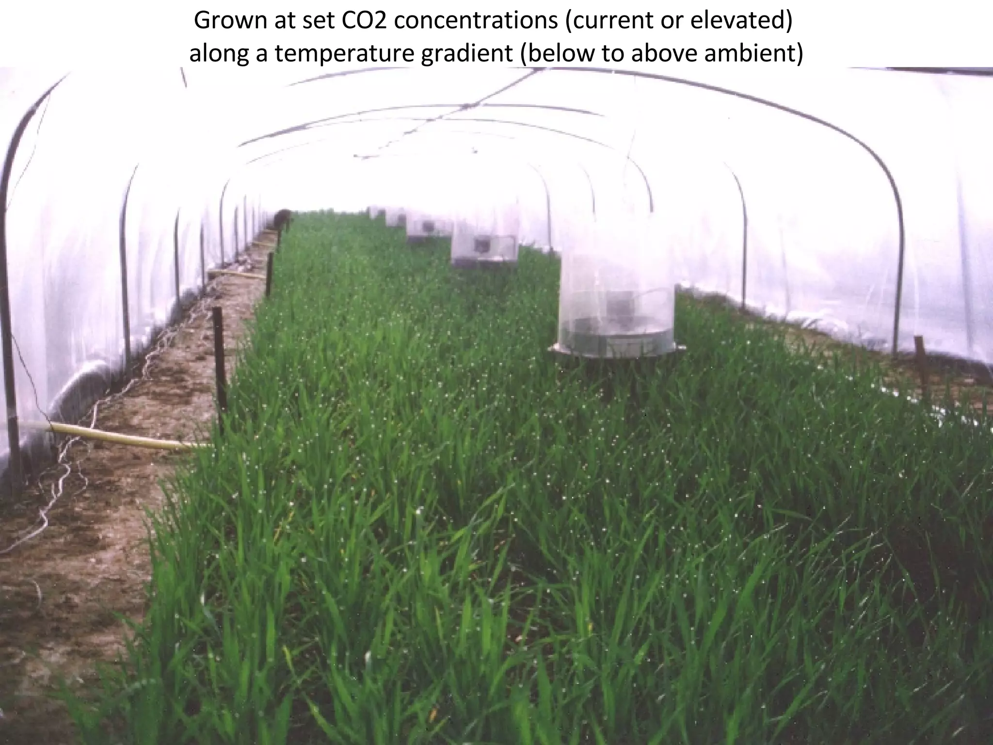 Grown at set CO2 concentrations (current or elevated)  along a temperature gradient (below to above ambient) 