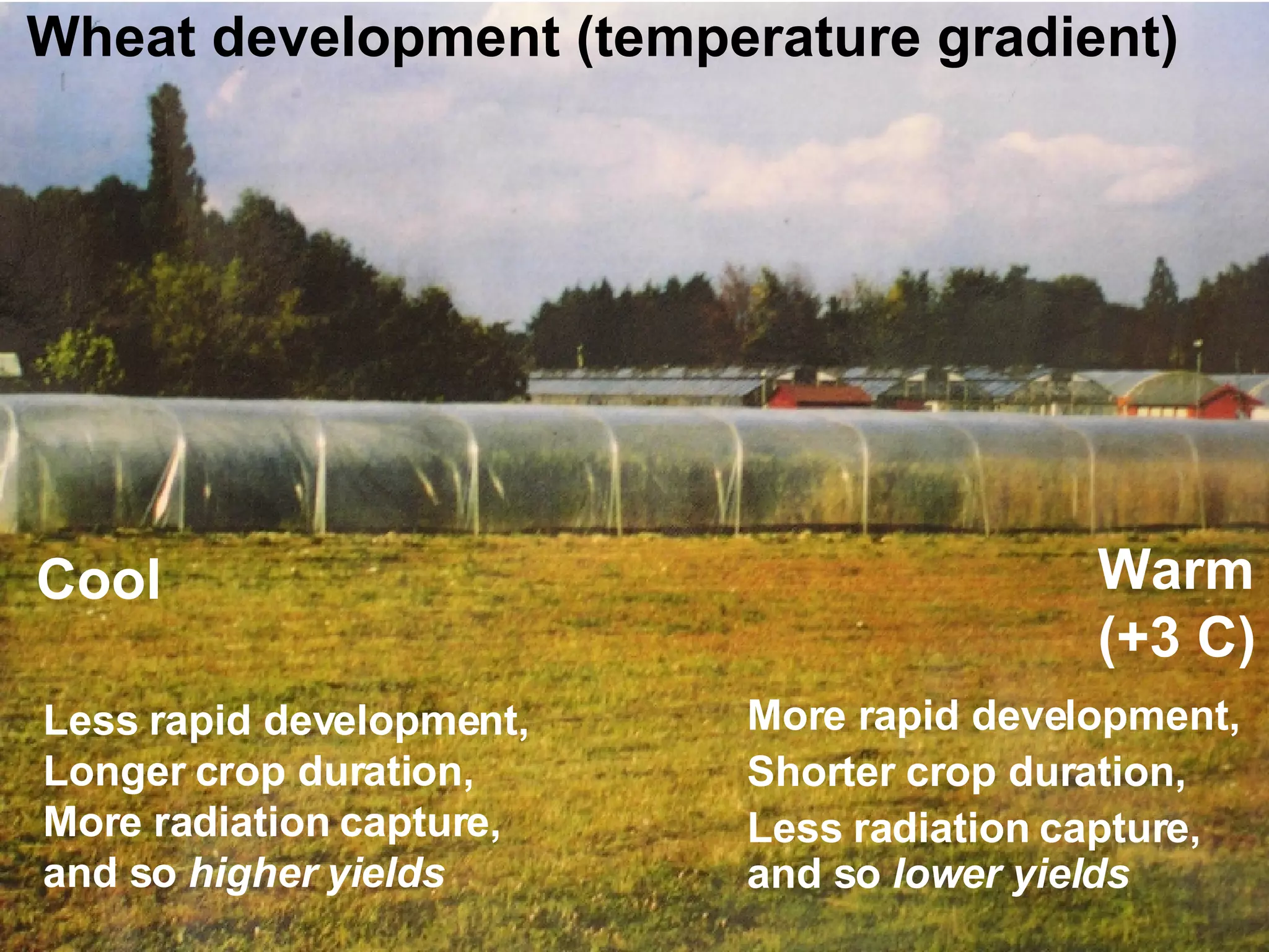 Wheat development (temperature gradient) Cool  Warm (+3 C) More rapid development,  Shorter crop duration,  Less radiation capture, and so  lower yields Less rapid development,  Longer crop duration,  More radiation capture,  and so  higher yields 