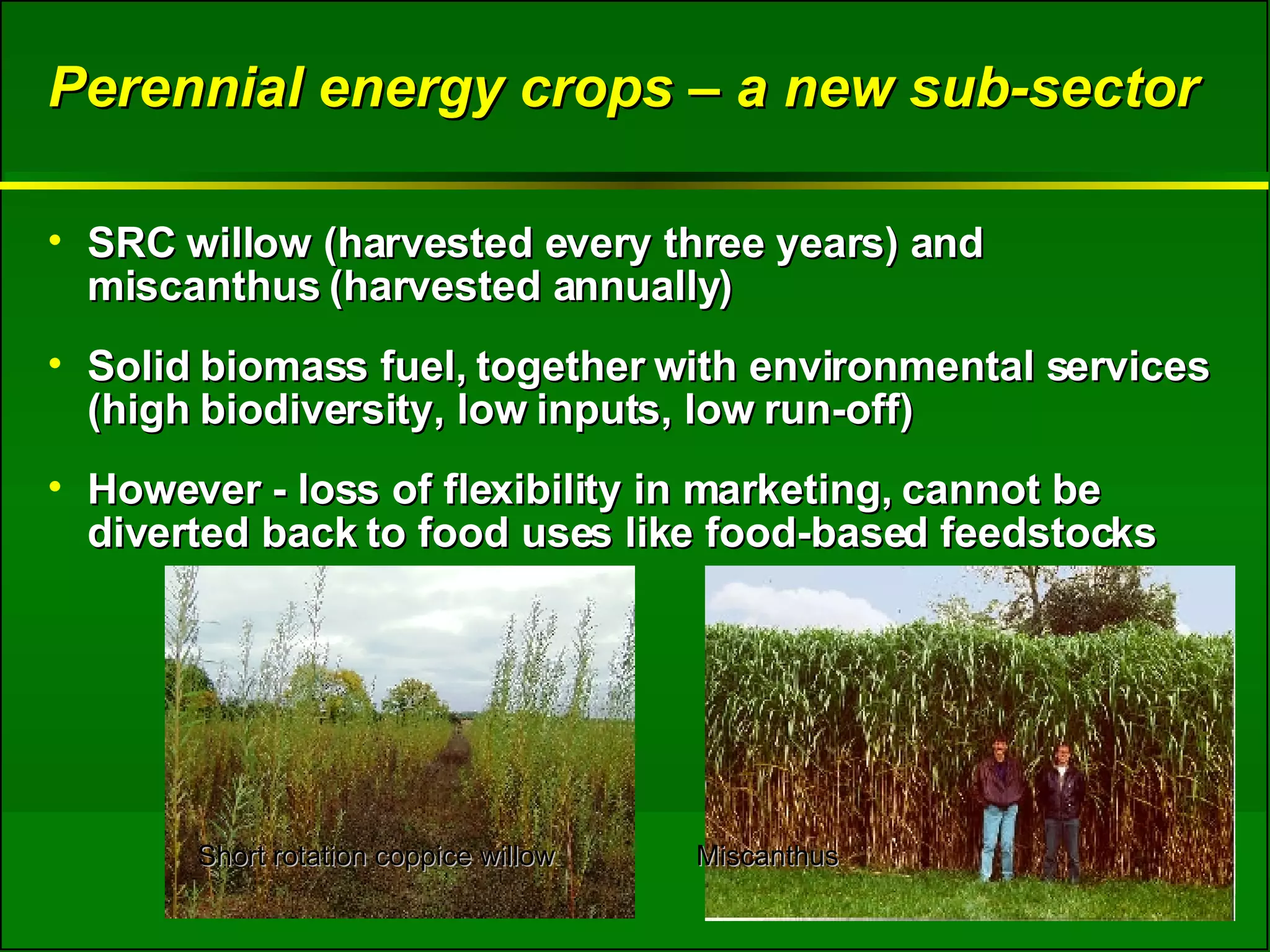 Perennial energy crops – a new sub-sector SRC willow (harvested every three years) and miscanthus (harvested annually) Solid biomass fuel, together with environmental services (high biodiversity, low inputs, low run-off) However - loss of flexibility in marketing, cannot be diverted back to food uses like food-based feedstocks Short rotation coppice willow  Miscanthus 