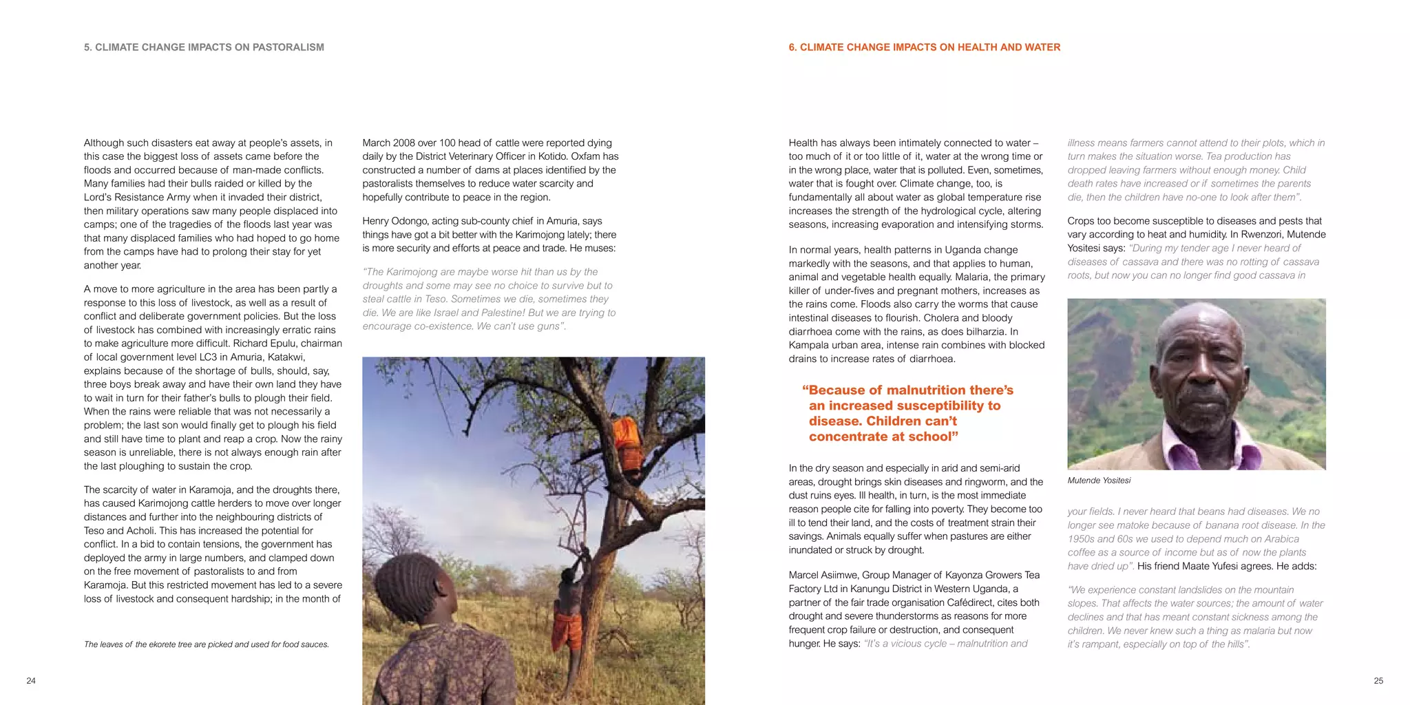 Climate Change Impact On Coffee Production Uganda