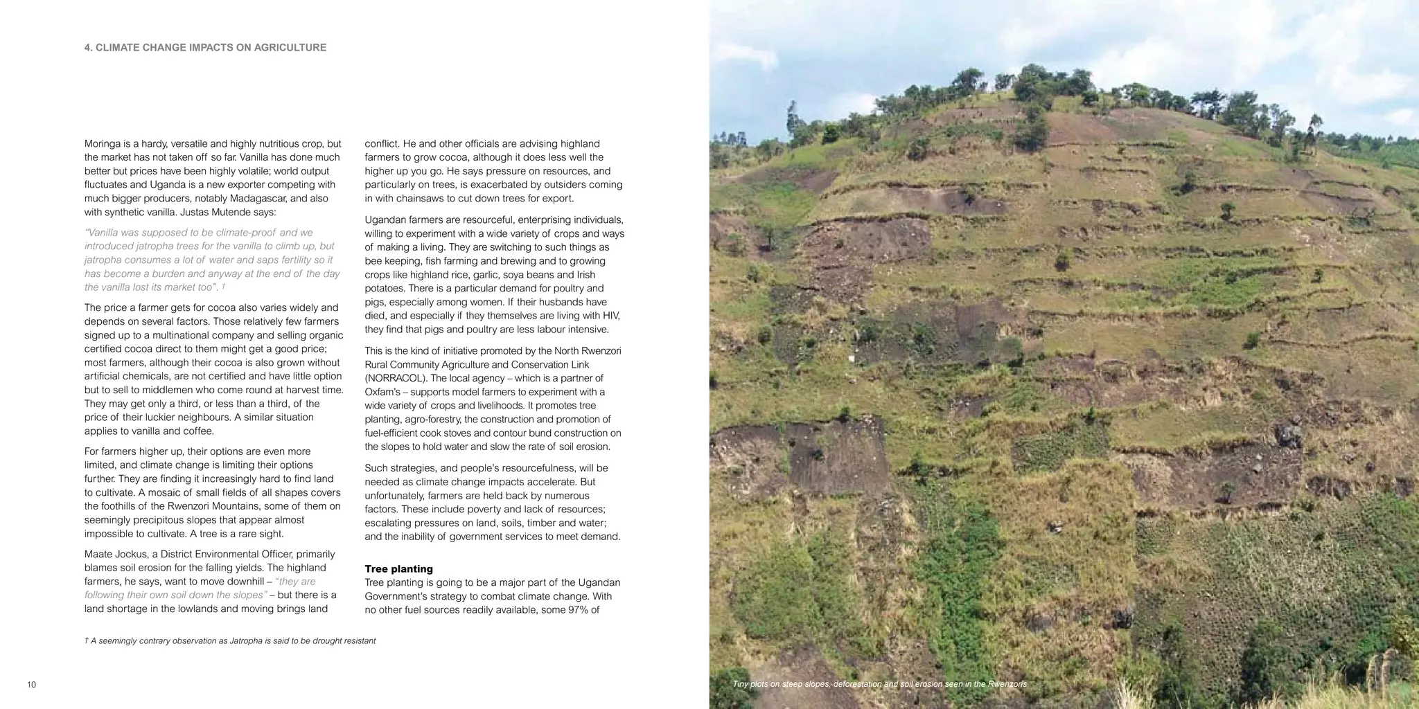 Climate Change Impact On Coffee Production Uganda