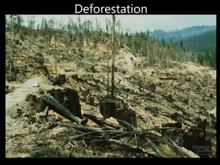 Deforestation
 