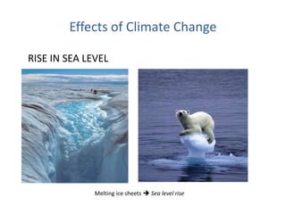 Effects of Climate Change
RISE IN SEA LEVEL
Melting ice sheets  Sea level rise
 