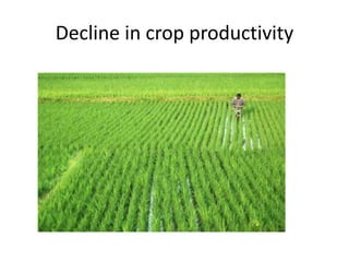 Decline in crop productivity
 