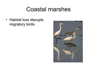 Coastal marshes Habitat loss disrupts migratory birds. 