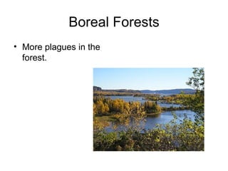 Boreal Forests More plagues in the forest. 