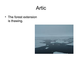 Artic The forest extension is thawing. 