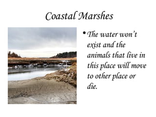 Coastal Marshes The water won’t exist and the animals that live in this place will move to other place or die. 