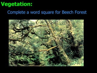 Vegetation: Complete a word square for Beech Forest 