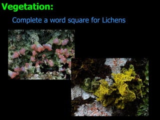 Vegetation: Complete a word square for Lichens 