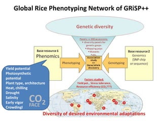 Global Rice Phenotyping Network of GRiSP++




Yield potential
Photosynthetic
potential
Plant type, architecture
Heat, chilling
Drought
Salinity
Early vigor   CO2
               FACE
Crowdingl
 