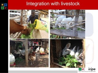 Climate smart push-pull a conservation agriculture technology for food ...