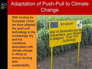 Climate smart push-pull a conservation agriculture technology for food ...