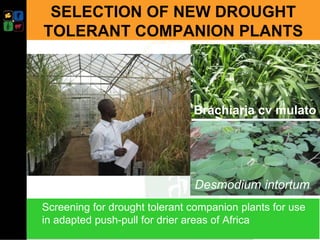 Climate smart push-pull a conservation agriculture technology for food ...