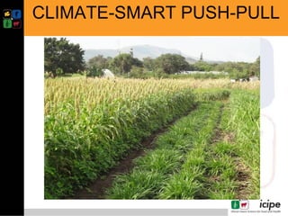 Climate smart push-pull a conservation agriculture technology for food ...