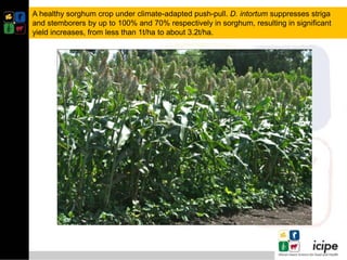 Climate smart push-pull a conservation agriculture technology for food ...