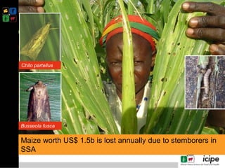 Climate smart push-pull a conservation agriculture technology for food ...