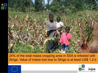 Climate smart push-pull a conservation agriculture technology for food ...