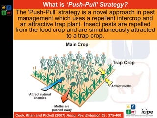 Climate smart push-pull a conservation agriculture technology for food ...