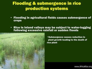 Climate change: Impacts and strategies on rice production in Africa | PPT