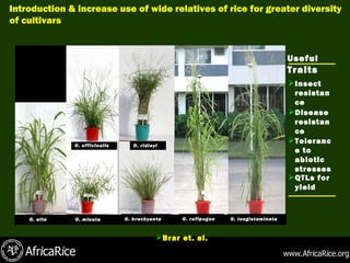 Officinalis Rice Climate change: Impacts and strategies on rice production in Africa | PPT