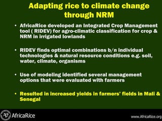 Climate change: Impacts and strategies on rice production in Africa | PPT