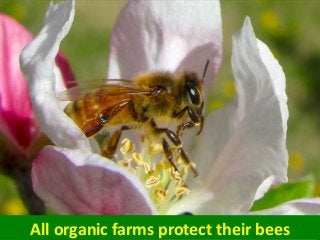 All organic farms protect their bees
 