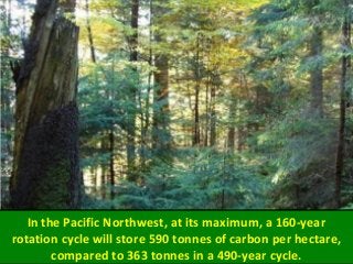 In the Pacific Northwest, at its maximum, a 160-year
rotation cycle will store 590 tonnes of carbon per hectare,
compared to 363 tonnes in a 490-year cycle.
 