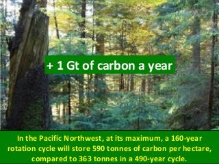 In the Pacific Northwest, at its maximum, a 160-year
rotation cycle will store 590 tonnes of carbon per hectare,
compared to 363 tonnes in a 490-year cycle.
+ 1 Gt of carbon a year
 