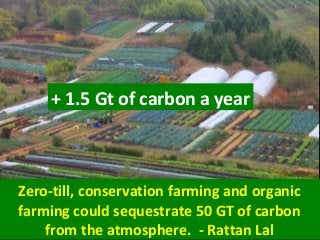 Zero-till, conservation farming and organic
farming could sequestrate 50 GT of carbon
from the atmosphere. - Rattan Lal
+ 1.5 Gt of carbon a year
 