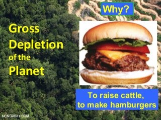 Guy Dauncey 2013
www.earthfuture.com
Gross
Depletion
of the
Planet
Why?
To raise cattle,
to make hamburgers
 