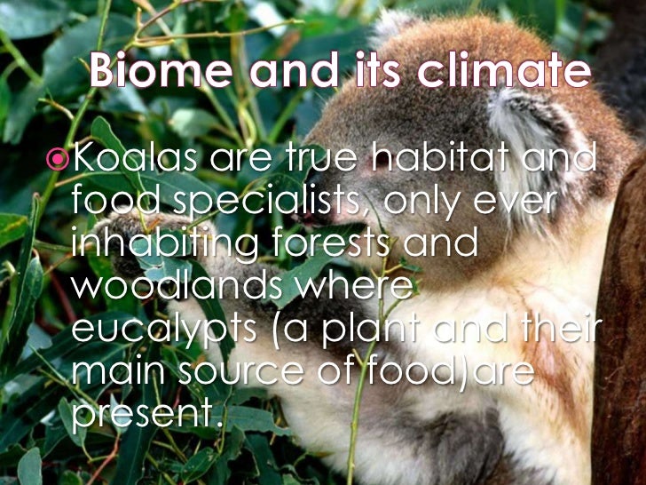 Climate adaptation project: Koala