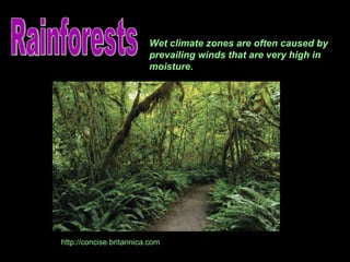 Rainforests Wet climate zones are often caused by prevailing winds that are very high in moisture. http://concise.britannica.com 