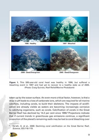 9
taken up by the ocean surface. An even more critical factor, however, is that a
drop in pH leads to a loss of carbonate ions, which are required for all marine
calcifiers, including corals, to build their skeletons. The impacts of acidifi-
cation are already visible as waters are becoming increasingly corrosive
to calcifying organisms, such as corals. Calcification of corals in the Great
Barrier Reef has declined by 14.2 per cent since 1990.8
Projections indicate
that if current trends in greenhouse gas emissions continue, a significant
proportion of the planet’s remaining reefs may be lost to coral bleaching over
8
	 De’ath, G. et al., 2009: Declining coral calcification on the Great Barrier Reef.
Science, 323:116–119.
1996 - Healthy 1997 - Bleached
2000 - Dead/Overgrown 2005 - Dead/Overgrown
Figure 1. This 500-year-old coral head was healthy in 1996, but suffered a
bleaching event in 1997 and had yet to recover to a healthy state as of 2005.
(Photo: Craig Quirolo, Reef Relief/Marine Photobank)
 